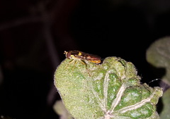 Sphaerophoria rueppellii