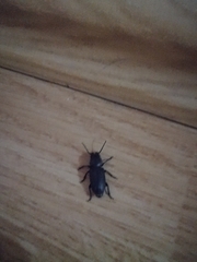 Spondylis buprestoides