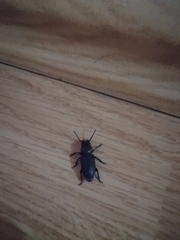 Spondylis buprestoides