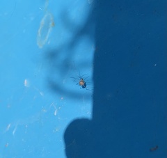Pholcidae