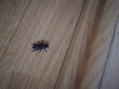 Spondylis buprestoides