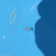 Pholcidae