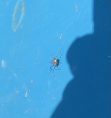 Pholcidae