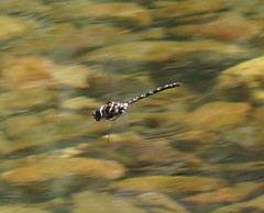 Austroaeschna inermis