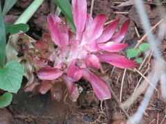 Curcuma longa