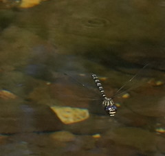 Austroaeschna inermis