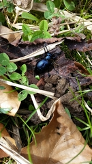 Meloe proscarabaeus