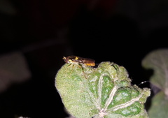 Sphaerophoria rueppellii