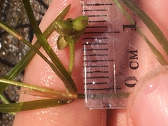 Potamogeton hillii