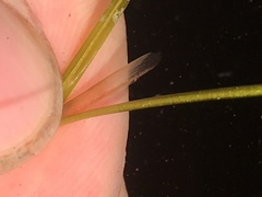 Potamogeton hillii