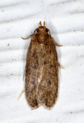 Glyphidocera juniperella