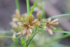 Cyperus diandrus