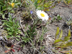 Erigeron leptopetalus