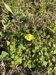 Oxalis compressa