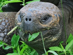 Chelonoidis niger porteri