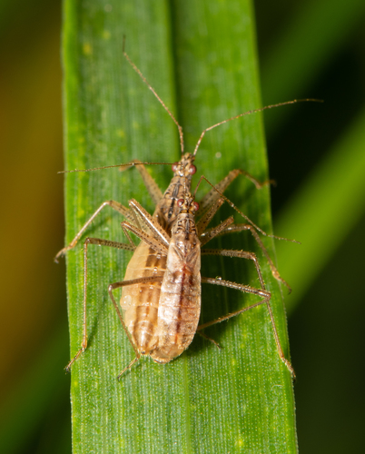 Trumpasparnė Skerdblakė nuotrauka