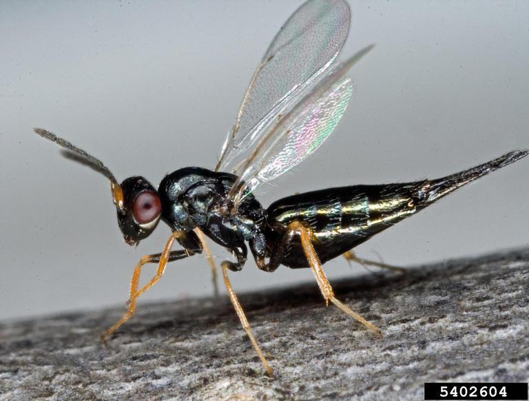 Tetrastichinae