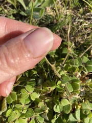 Oxalis compressa