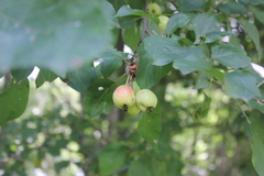 Malus
