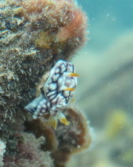 Goniobranchus geometricus