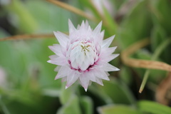 Helichrysum ecklonis