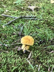 Neoboletus pseudosulphureus