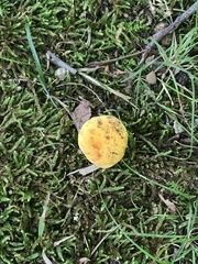 Neoboletus pseudosulphureus