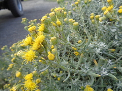Senecio filaginoides