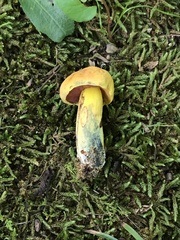 Neoboletus pseudosulphureus