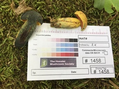 Neoboletus pseudosulphureus