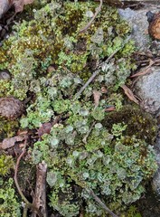 Cladonia asahinae