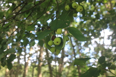 Malus