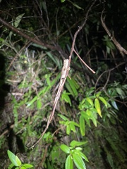 Diploderma polygonatum