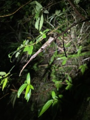 Diploderma polygonatum