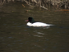 Mergus merganser