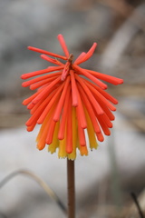 Kniphofia coddiana