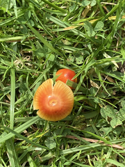 Hygrocybe insipida
