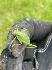 Leptophyes punctatissima