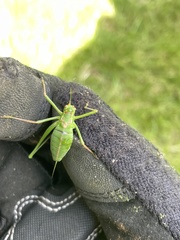 Leptophyes punctatissima