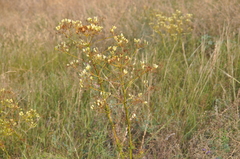 Apiaceae