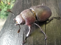 Lucanus tetraodon
