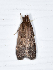 Helcystogramma melantherella