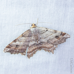 Macaria multilineata