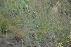 Thymelaea passerina