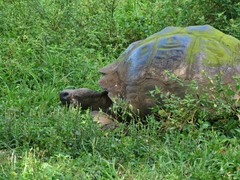 Chelonoidis niger porteri