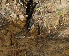 Austroaeschna inermis