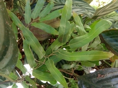 Lygodium volubile