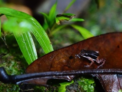 Silverstoneia flotator