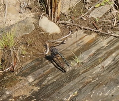 Austroaeschna inermis