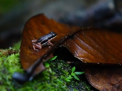 Silverstoneia flotator